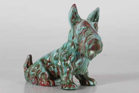 Michael Andersen
Scottish terrier 4125